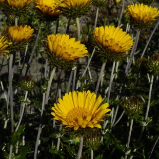 Berkheya barbata